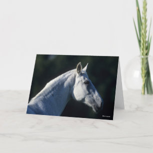 Bob Langrish   Grey Warmblood Standing Headshot Card