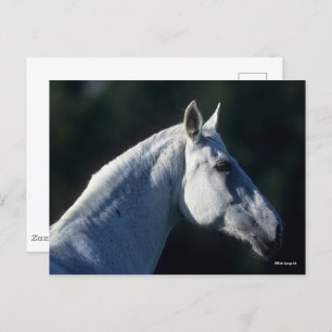 Bob Langrish   Grey Warmblood Standing Headshot Postcard