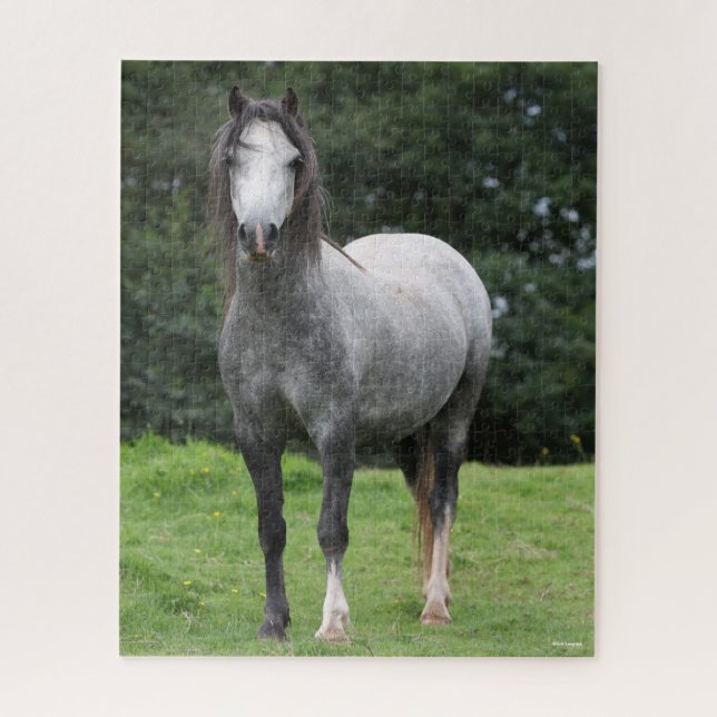 Bob Langrish | Grey Welsh Pony Standing Jigsaw Puzzle (Vertical)