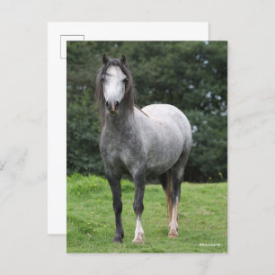 Bob Langrish   Grey Welsh Pony Standing Postcard