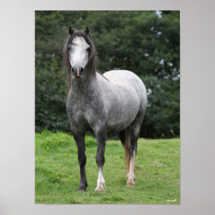 Bob Langrish   Grey Welsh Pony Standing Poster