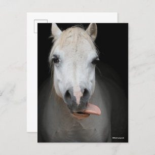 Bob Langrish   Grey Welsh Pony Tongue Out Headshot Postcard