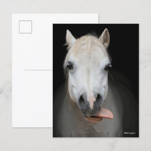 Bob Langrish   Grey Welsh Pony With Tongue Out Postcard