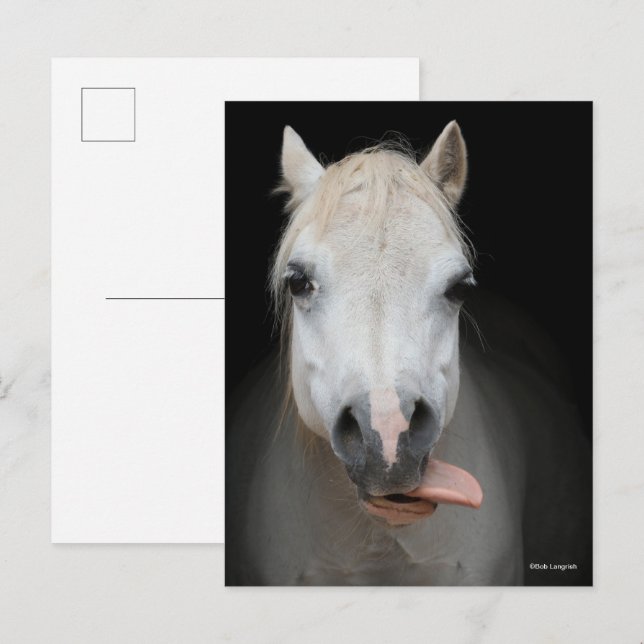 Bob Langrish | Grey Welsh Pony With Tongue Out Postcard (Front/Back)