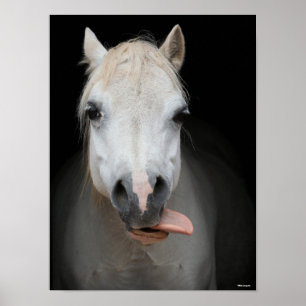 Bob Langrish   Grey Welsh Pony With Tongue Out Poster