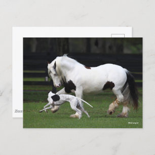 Bob Langrish Gypsy Vanner and Dog Running Together Postcard