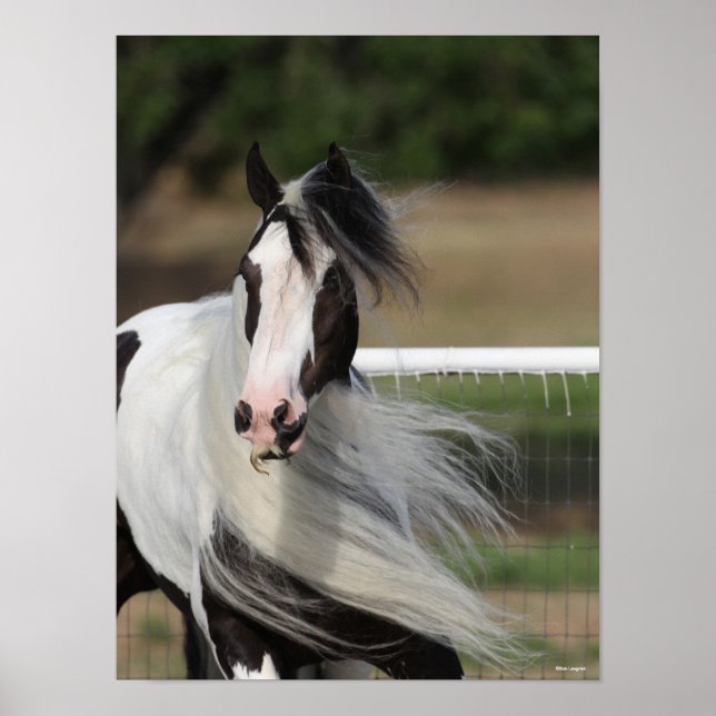 Bob Langrish | Gypsy Vanner Headshot Mane Flowing Poster (Front)