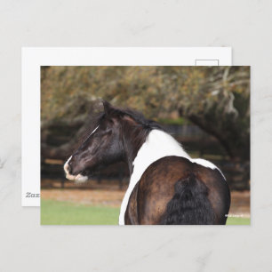Bob Langrish Gypsy Vanner Headshot Postcard