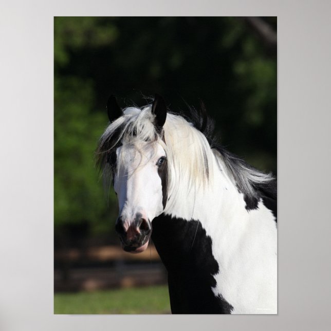 Bob Langrish | Gypsy Vanner Horse Headshot Poster (Front)