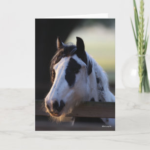Bob Langrish   Gypsy Vanner looking Over Fence Card