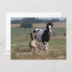Bob Langrish Gypsy Vanner Mare and Foal Postcard