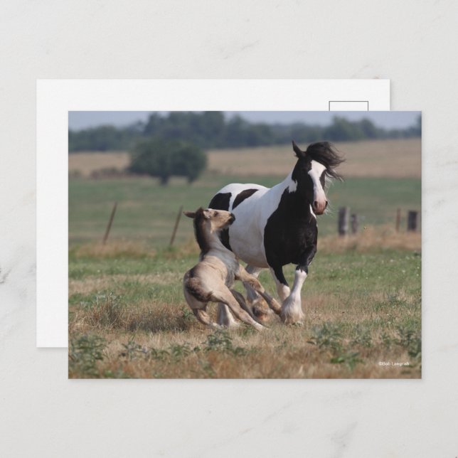 Bob Langrish | Gypsy Vanner Mare and Foal Postcard (Front/Back)