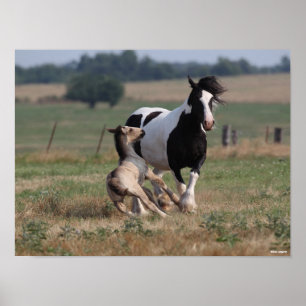 Bob Langrish   Gypsy Vanner Mare and Foal Poster