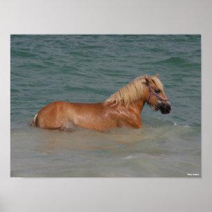 Bob Langrish   Haflinger Horse Swimming In Sea Poster