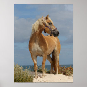 Bob Langrish Haflinger Standing On Beach Poster