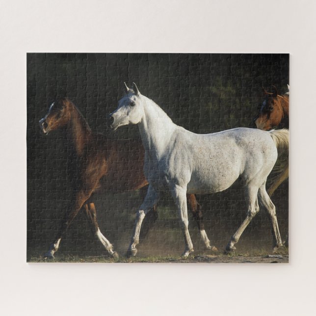 Bob Langrish | Herd Arab Mares Walking Jigsaw Puzzle (Horizontal)