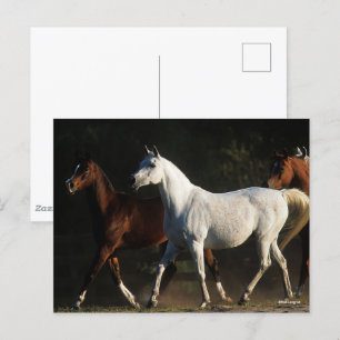 Bob Langrish Herd Arab Mares Walking Postcard