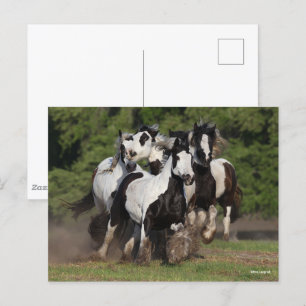Bob Langrish Herd Gypsy Vanners Running Postcard