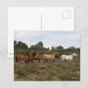 Bob Langrish Herd New Forest Ponies Standing Postcard