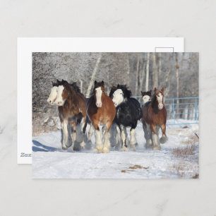 Bob Langrish Herd Of Clydesdales In Snow Postcard