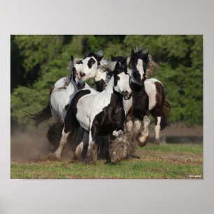 Bob Langrish Herd Of Gypsy Vanner Horses Running Poster