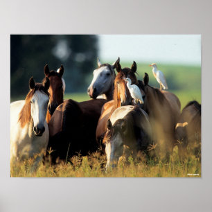 Bob Langrish Herd Of Horses Standing With Birds Poster