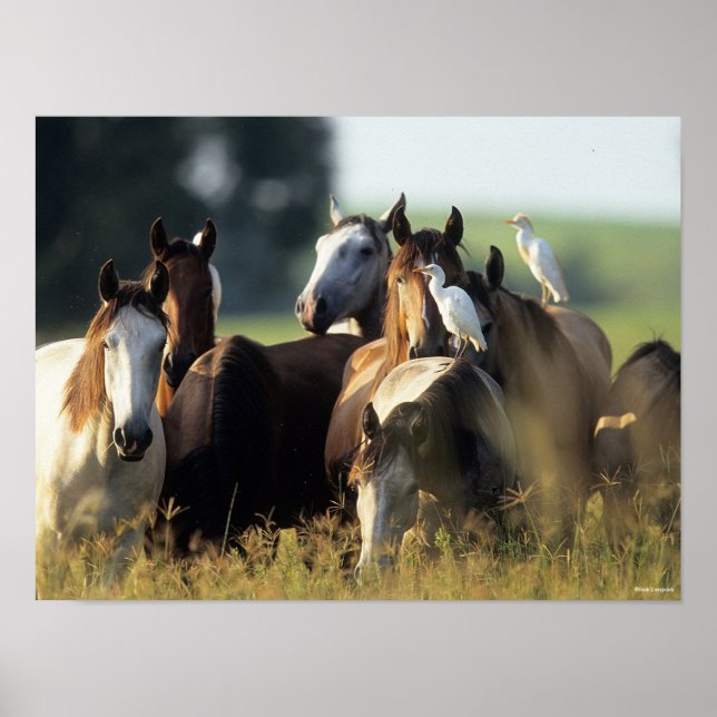 Bob Langrish | Herd Of Horses Standing With Birds Poster (Front)