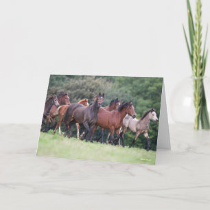 Bob Langrish   Herd of Welsh Ponies In Field Card