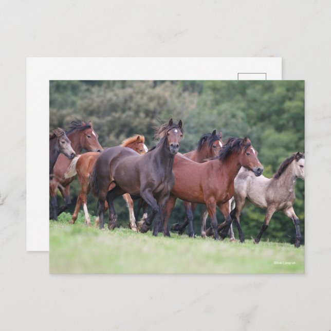 Bob Langrish | Herd of Welsh Ponies In Field Postcard (Front/Back)