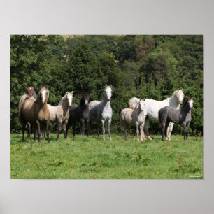 Bob Langrish   Herd Of Welsh Ponies Standing Poster