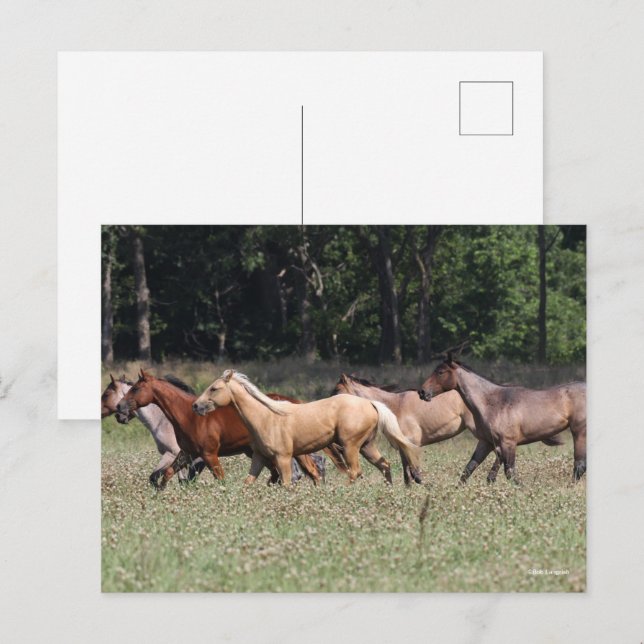 Bob Langrish | Herd Quarter Horses Walking Postcard (Front/Back)