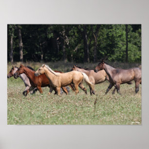 Bob Langrish Herd Quarter Horses Walking Poster