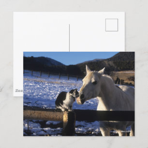 Bob Langrish Horse and Cat In the Snow Postcard