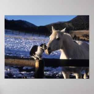 Bob Langrish   Horse and Cat In the Snow Poster