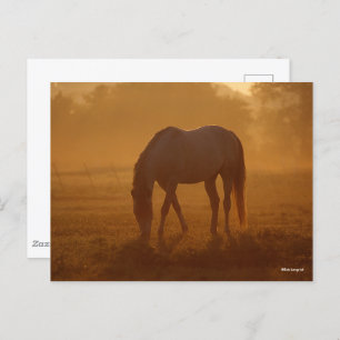 Bob Langrish   Horse Grazing Sunrise Postcard