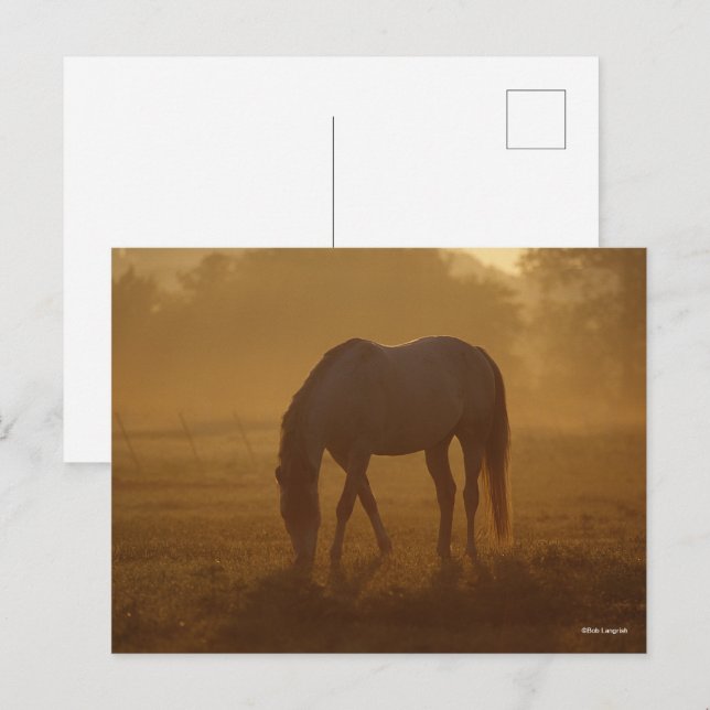 Bob Langrish | Horse Grazing Sunrise Postcard (Front/Back)