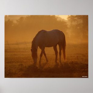 Bob Langrish Horse Grazing Sunrise Poster