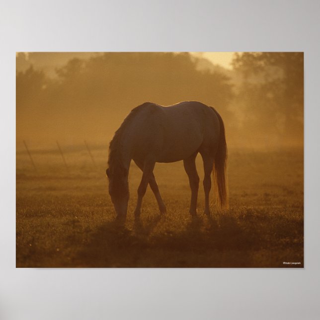 Bob Langrish | Horse Grazing Sunrise Poster (Front)