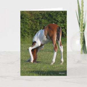 Bob Langrish   Irish Sport Horse Foal Grazing Card