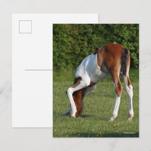 Bob Langrish | Irish Sport Horse Foal Grazing Postcard (Front/Back)