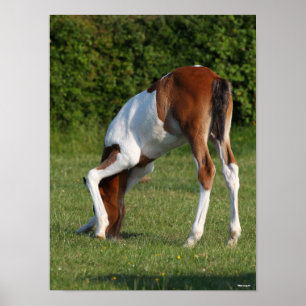 Bob Langrish   Irish Sport Horse Foal Grazing Poster