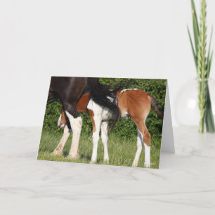 Bob Langrish   Irish Sport Horse Foal Hiding Card