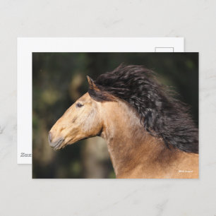 Bob Langrish   Lusitano Headshot Mane Flowing Postcard