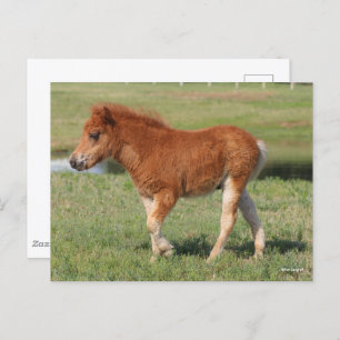 Bob Langrish Miniature Foal Walking Postcard