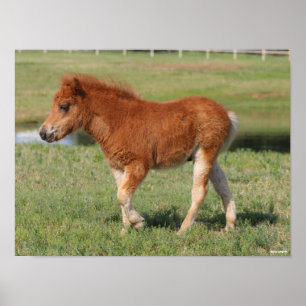Bob Langrish Miniature Foal Walking Poster
