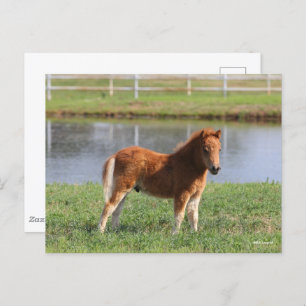 Bob Langrish Miniature Pony Foal Standing Postcard
