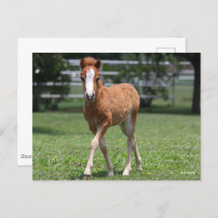 Bob Langrish Miniature Pony Foal Walking Postcard