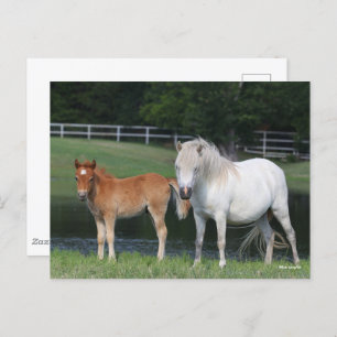 Bob Langrish Miniature Pony Mare and Foal Standing Postcard