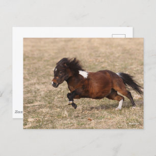 Bob Langrish Miniature Pony Running Fast Postcard