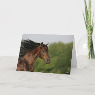 Bob Langrish   Morgan Horse Headshot Flowing Mane Card